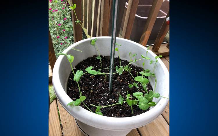 Felice McNair grows peas in a pot on her back porch. Photo courtesy of Felice McNair.
