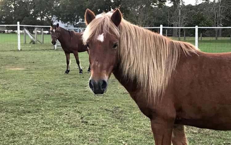 When he's not at work, Andy Ready attends to his garden or his ponies, Soprano, foreground, and Jair, background, in Down East, North Carolina. Photo courtesy of Andy Read.