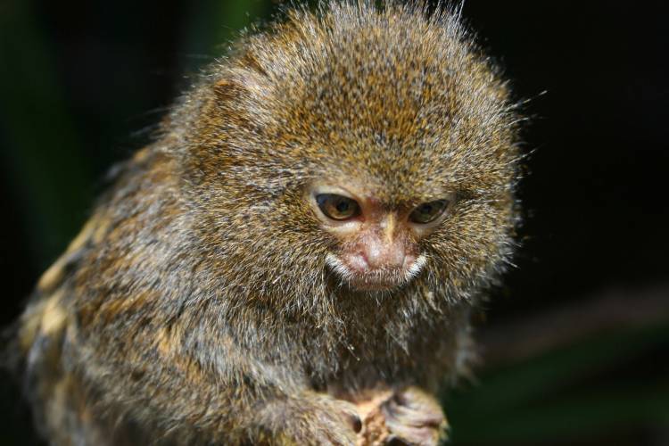 Even the tiny quarter-pound pygmy marmoset, the world’s smallest monkey, devotes as much of its body energy to the brain as we do. Photo by Max Pixel.