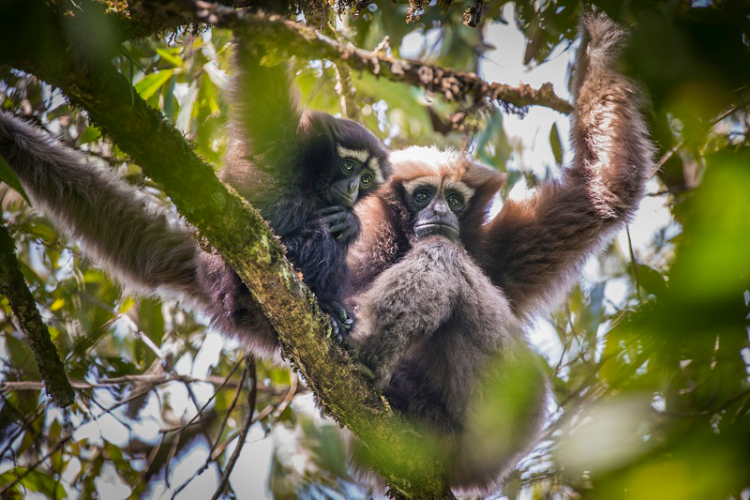 Western hoolock gibbon, aka the white-browed gibbon, are an endangered primate species found in the Gaoligong Mountains of Yunnan province. Photo by Binbin Li