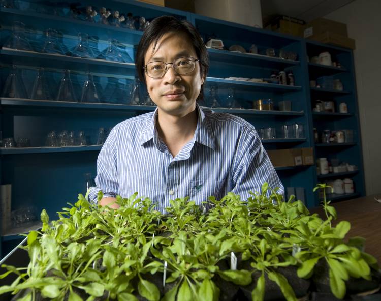 Sheng-Yang He has spent his career unraveling the complex relationships between plants and the microbes that make them sick. Credit: Michigan State University