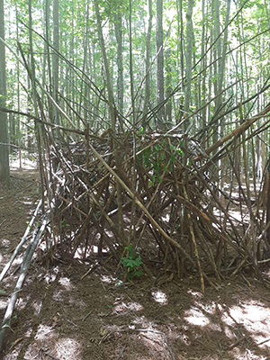 Building stick structures may seem like fun but can significantly disturb the forest ecosystem.