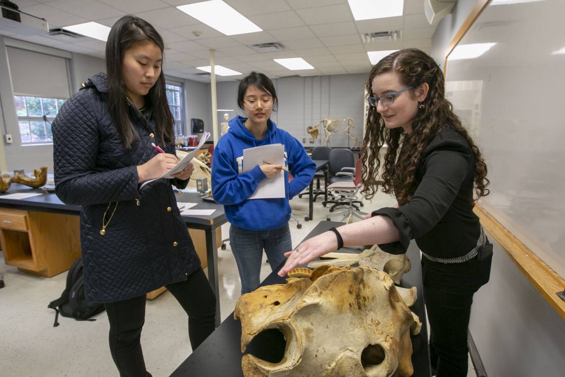 Rachel Roston, a biology graduate student who studies toothed whales, works with undergraduate students during a lab session. Photo by Megan Mendenhall.