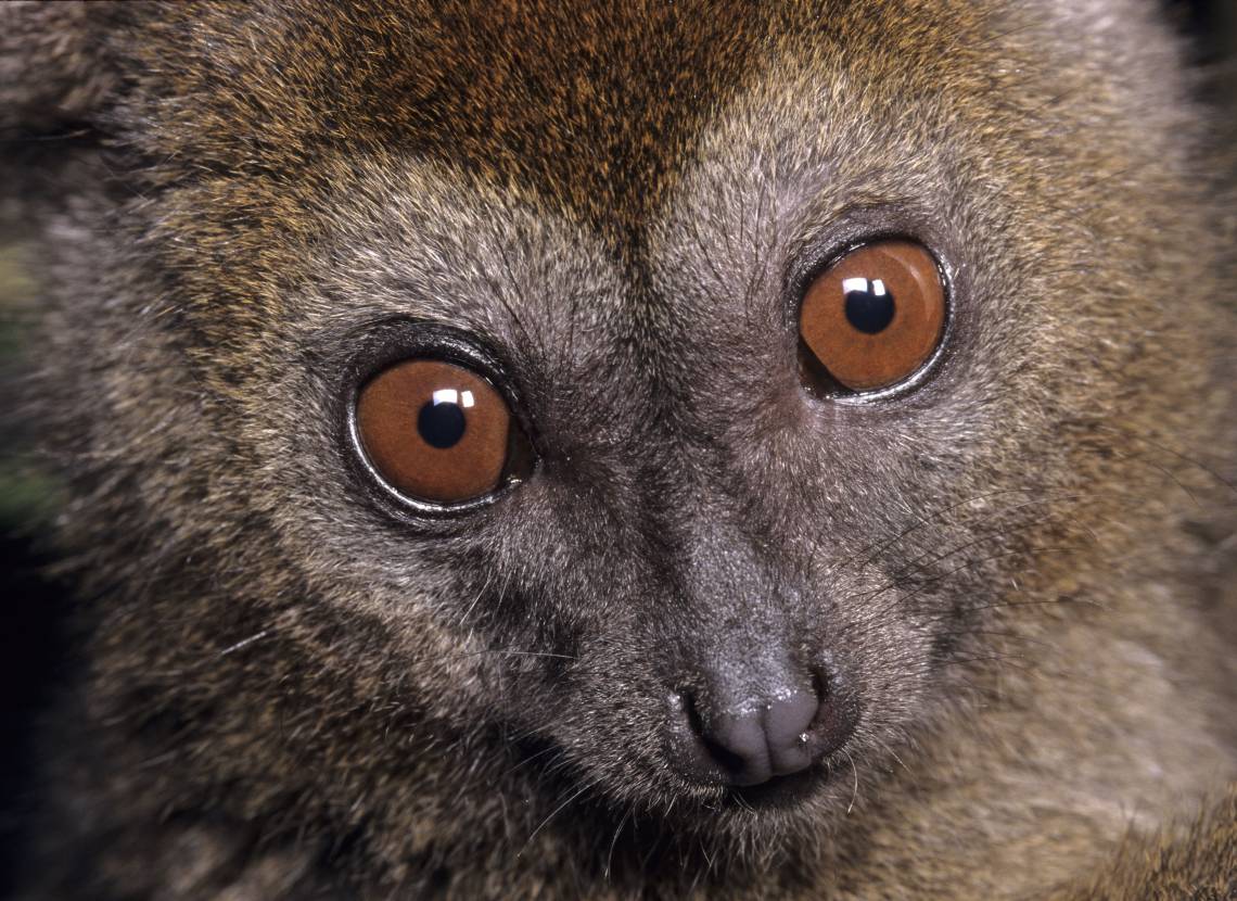 Bamboo lemur populations may have shrunk by half over the last two decades, a study has shown. Photo by David Haring, Duke Lemur Center