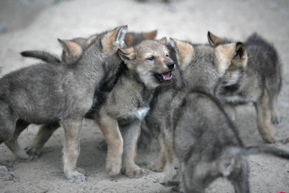 Scientists have debated for decades how dogs got so good at reading people. New research comparing dog puppies to human-reared wolf pups offers some clues. Credit: www.wildlifesciencecenter.org Roberta Ryan