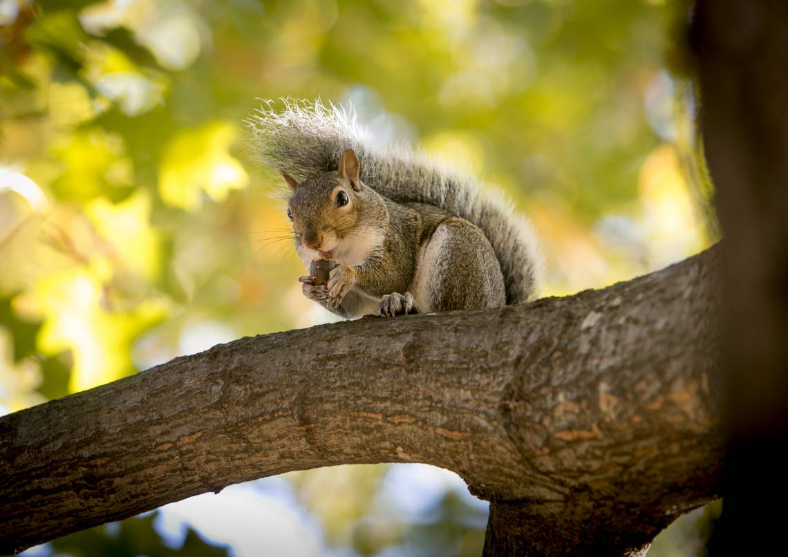 A squirrel eats an acorn during a Fall morning on the West Campus Academic Quad.