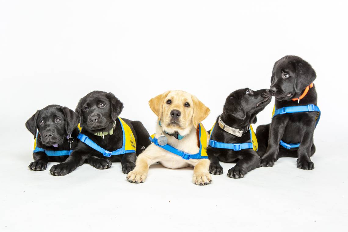 puppies at a class photo shoot at the Canine Cognition Center.