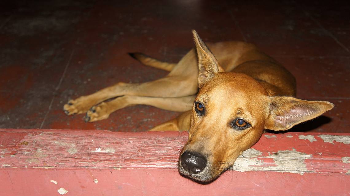 A surveillance study by Duke Global Health found a dog coronovirus in a human patient. (Malaysian dog - wikimedia commons)
