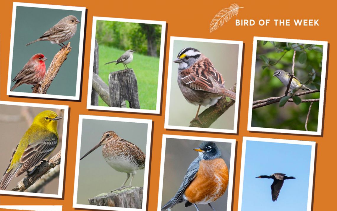 Images of birds.