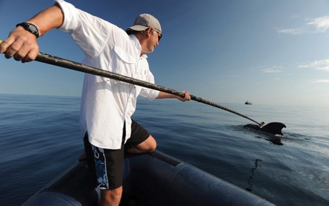 Andy Read attaches a Digital Acoustic Tag to a short-finned pilot whale about 35 miles east of Cape Hatteras to study the behavior and ecology of the deep-diving whales. Photo courtesy of Andy Read.