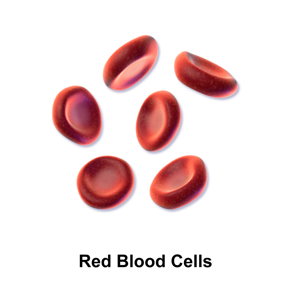 Red blood cells ferry oxygen to tissues, providing fuel for muscular activity. Unscrupulous athletes have been able to ‘dope’ their blood by enriching their supply of red blood cells. Credit: Bruce Blausen