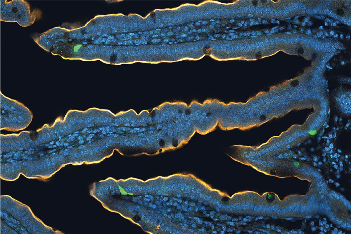A section of mouse intestines shows in green the relatively scarce neuropod cells in the epithelium that are responsible for communicating conditions inside the gut to the nervous system outside. (Borhoquez Lab, Duke)