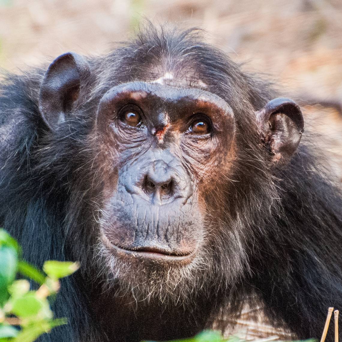 A low-ranking young female chimpanzee was wounded in a fight when she attempted to enter the female social hierarchy. Credit: Ian C. Gilby