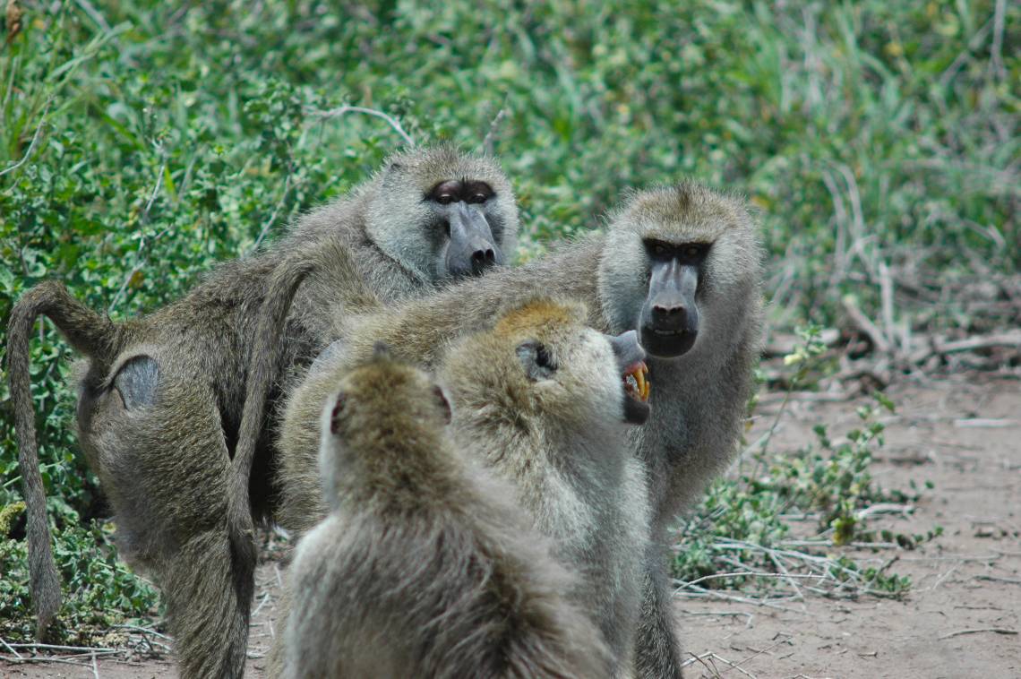 Teeth-baring, glaring confrontations are a normal part of being the boss male baboon. A new study shows that the guys at the top will age faster as a result of constantly having to defend their higher status. (Courtney L. Fitzpatrick)