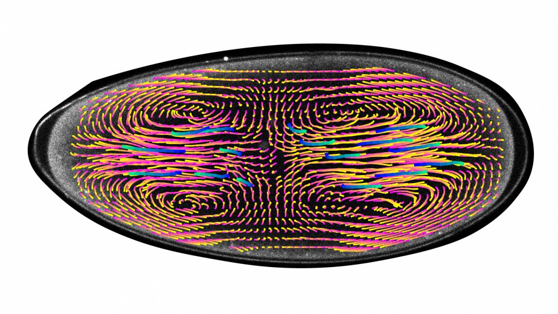 Computer-generated vectors show the motion and speed of cell nuclei within a developing fruitfly embryo. These swirling currents keep nuclei spread out evenly and in sync to ensure they undergo the same number of divisions.(DiTalia Lab)