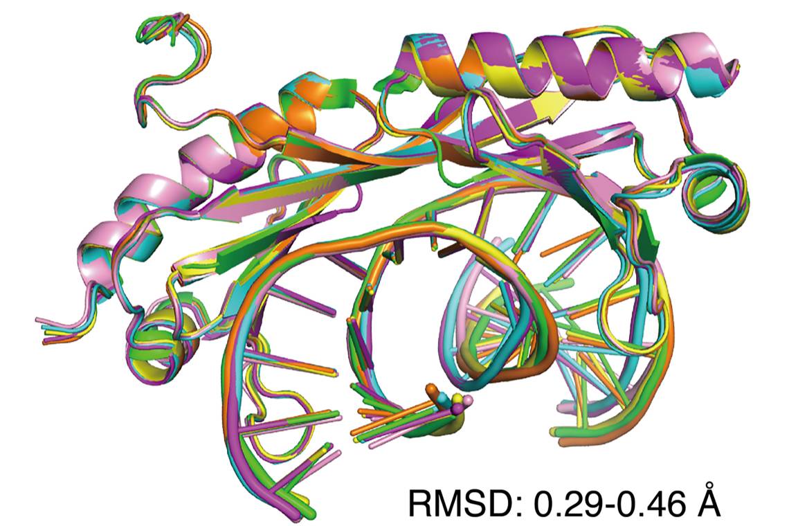 An overlay of six X-ray crystal structures of DNA shows that regular (Watson-Crick) and mismatched DNA are similarly bent by the transcription factor TBP. However, the mismatched DNA is highly preferred by the protein because it is easier to distort. 