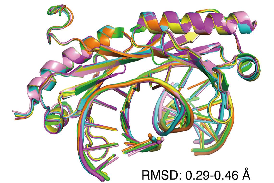 An overlay of six X-ray crystal structures of DNA shows that regular (Watson-Crick) and mismatched DNA are similarly bent by the transcription factor TBP. However, the mismatched DNA is highly preferred by the protein because it is easier to distort.