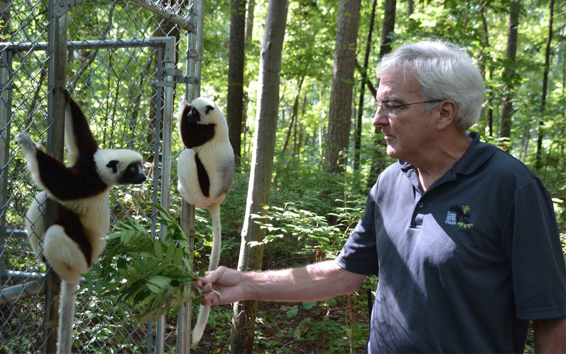 David Haring feeds two sifaka lemurs sumac leaves. Photo by Jonathan Black.