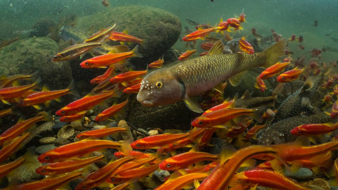 Mountaintop Mining Causes 40 Percent Loss of Aquatic Biodiversity | Duke  Today