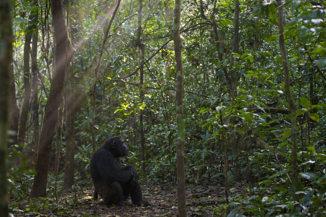 A chimpanzee researchers have named Duane watches the sunrise in Uganda. (Florian Moellers)