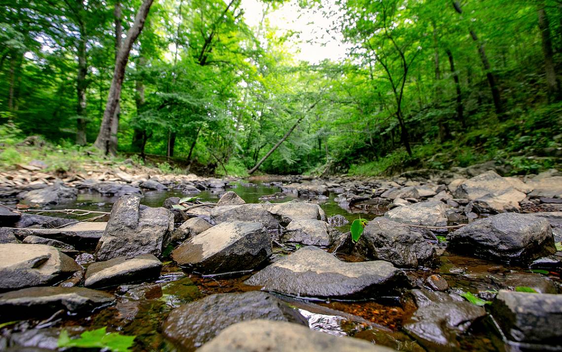 Duke Recreation & Physical Education provides trip plans to help you plan your next adventure in places like Duke Forest. Photo by Megan Mendenhall, Duke University Communications.