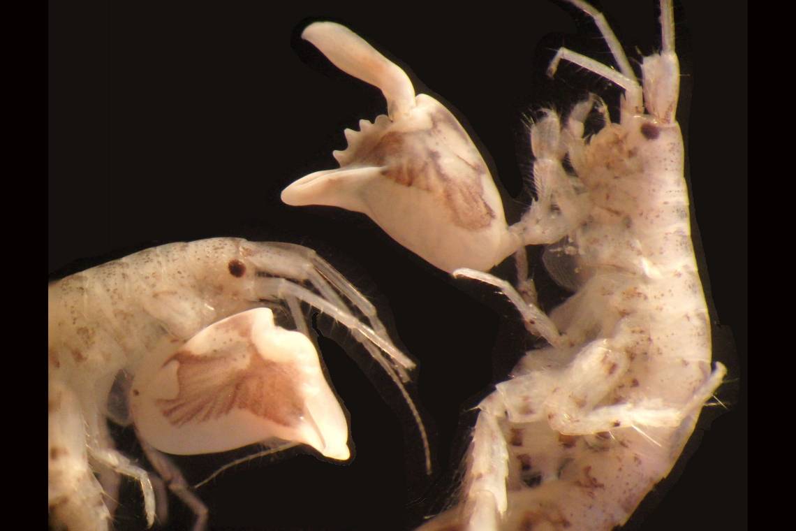 Just the size of a sunflower seed, the amphipod Dulichiella wields a giant claw that snaps shut 10,000 times faster than the blink of a human eye. (Tomonari Kaji)