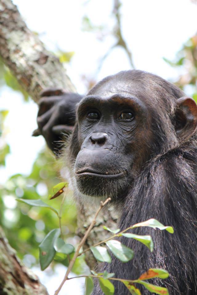 chimpanzee mating with human