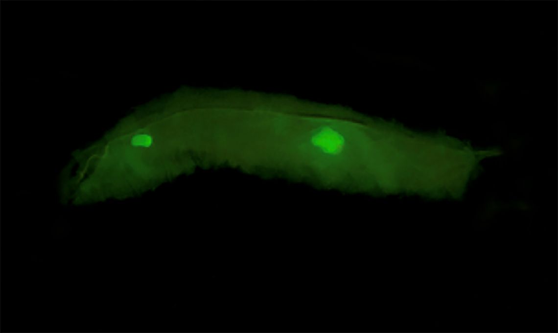 A translucent fruit fly larvae glows where a green fluorescent protein (GFP) is being expressed by codons that are rare in the fly genome. Only two tissues, the brain (left) and testis (right) are capable of expressing this version of GFP. (Fox Lab, Duke)