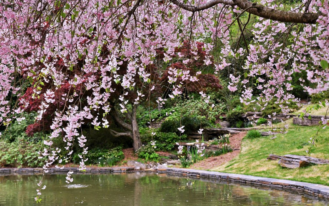 Duke Libraries specialist Will Hanley captured this shot of the cherry blossoms blooming in spring in Duke Gardens. Photo courtesy of Will Hanley.
