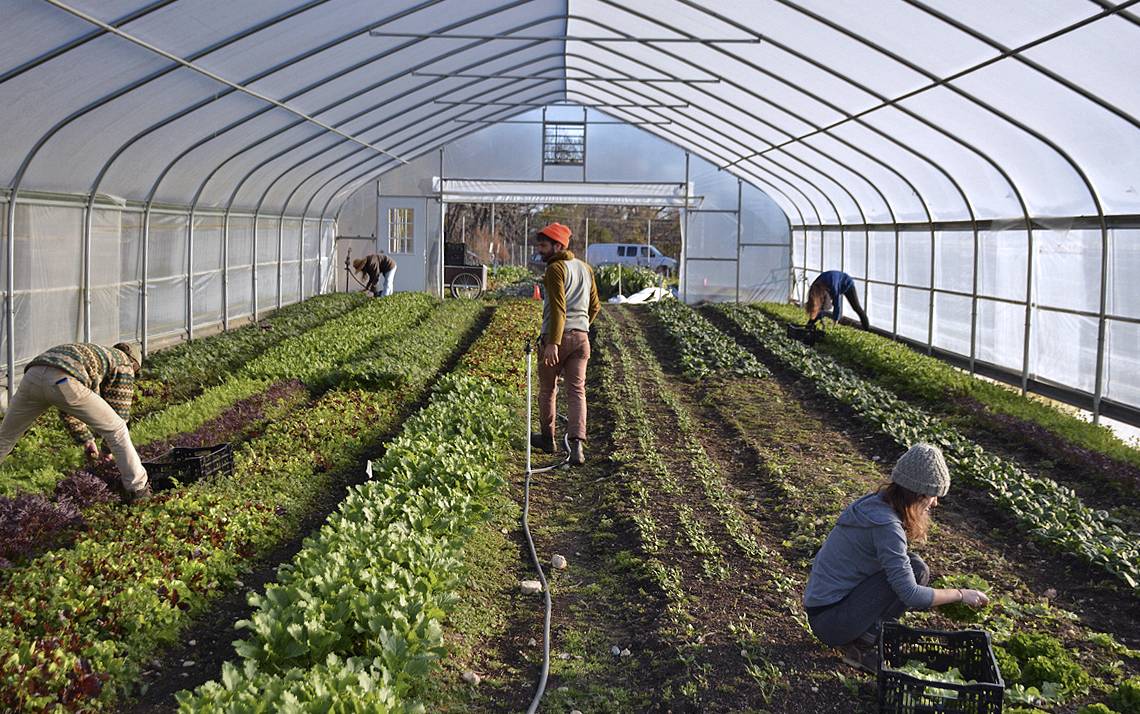 Lucas Howerter (center) oversees students tending to salad greens in Duke Campus Farm's high tunnel.