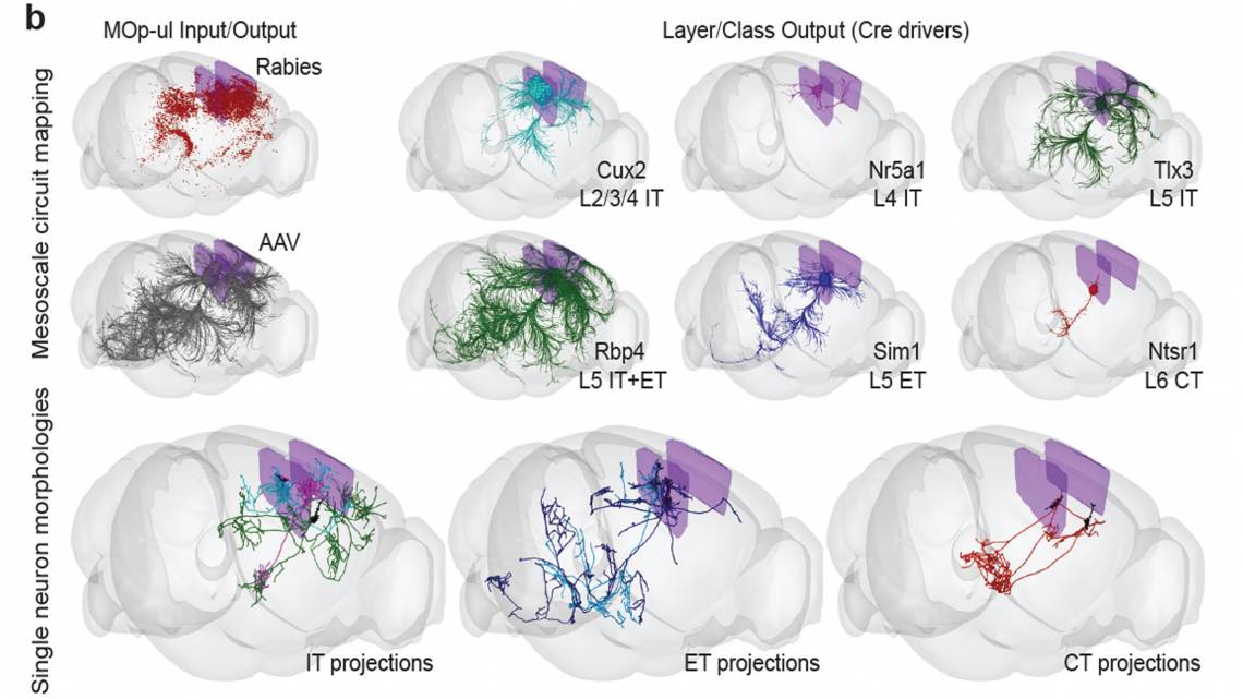 3D representations show some brain-wide primary motor cortex input–output patterns at population and single cell resolution. At the bottom, individual projection neurons were fully reconstructed following high-resolution whole-brain imaging. 