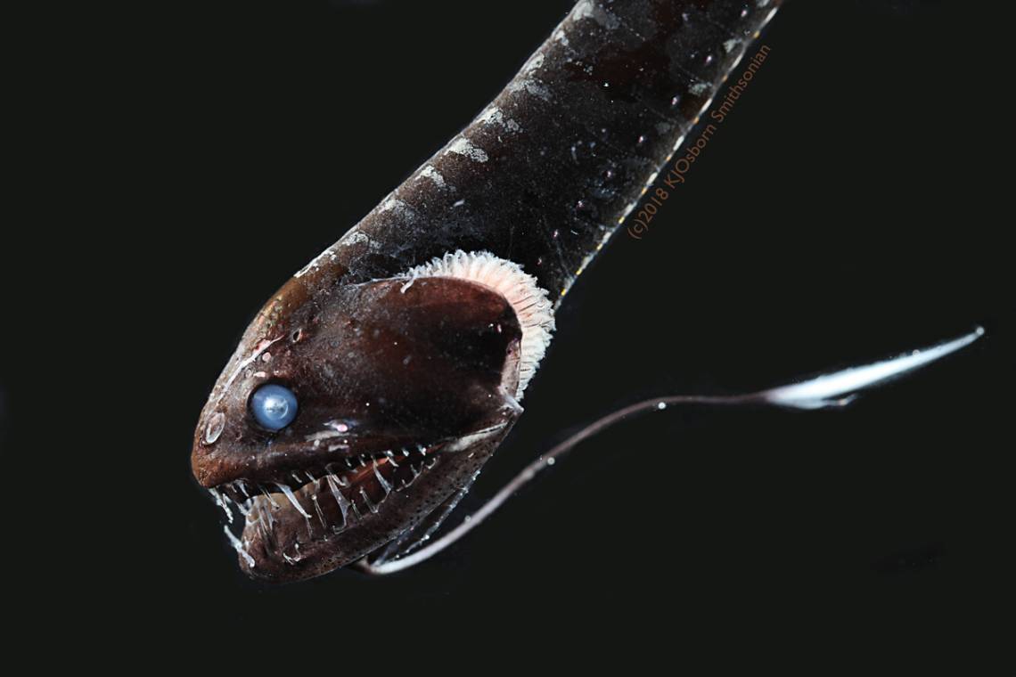 This deep-sea dragonfish has ultra-black skin capable of absorbing the bioluminescent light that might blow its cover. Photo by Karen Osborn, Smithsonian National Museum of Natural History.