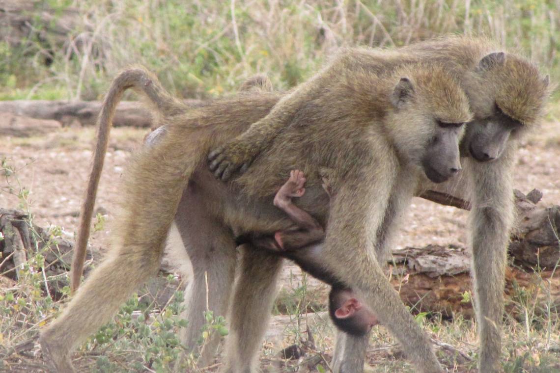Born to rule and rarely challenged, alpha female baboons have lower levels of stress hormones than their dominant male counterparts or other females. Photo by Matthew Zipple, Duke University.