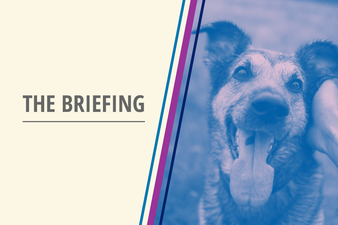 briefing graphic with a happy dog