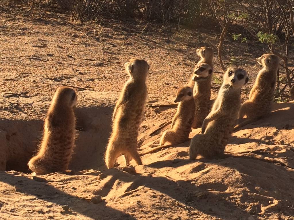 Meerkats at the Kuruman River Reserve in Northern Cape, South Africa. Photo by Jenny Tung.