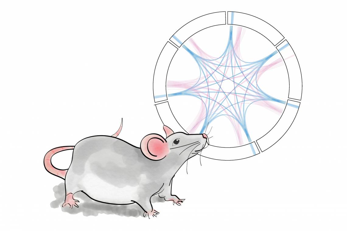 An illustrated mouse stands next to a network diagram