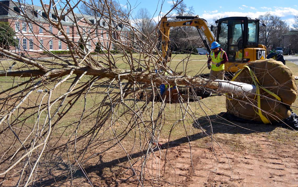 The first of 29 oak trees is planted on East Campus on Friday. Photos by Leanora Minai.