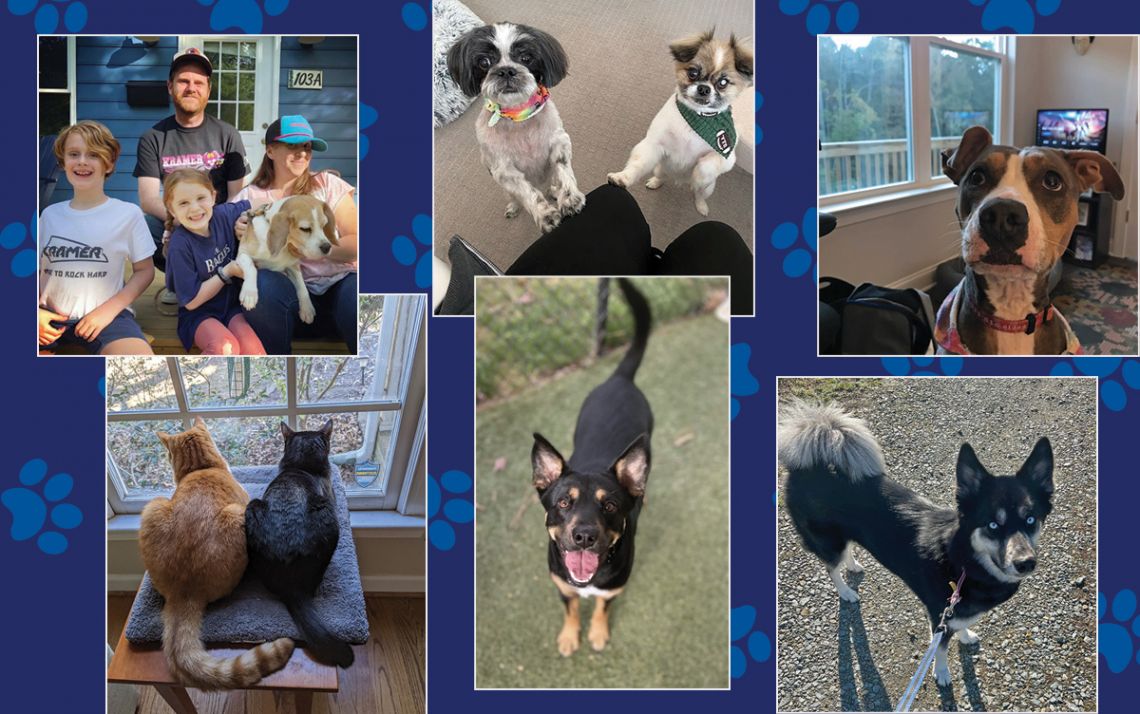 A collage of pet photos.