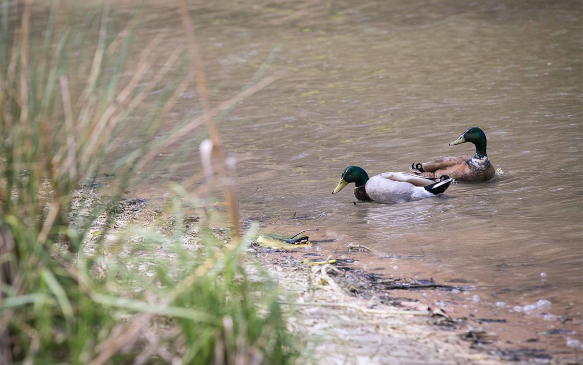 Ducks paddle in Duke Pond, which sits on a 12-acre site on West Campus.