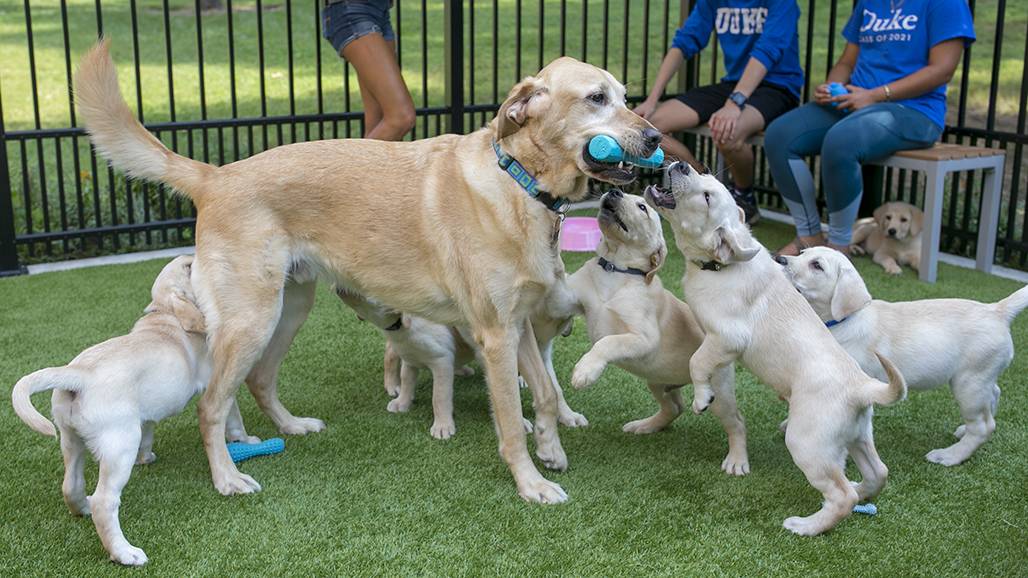 Guide Dogs of America seeks volunteers to train puppies