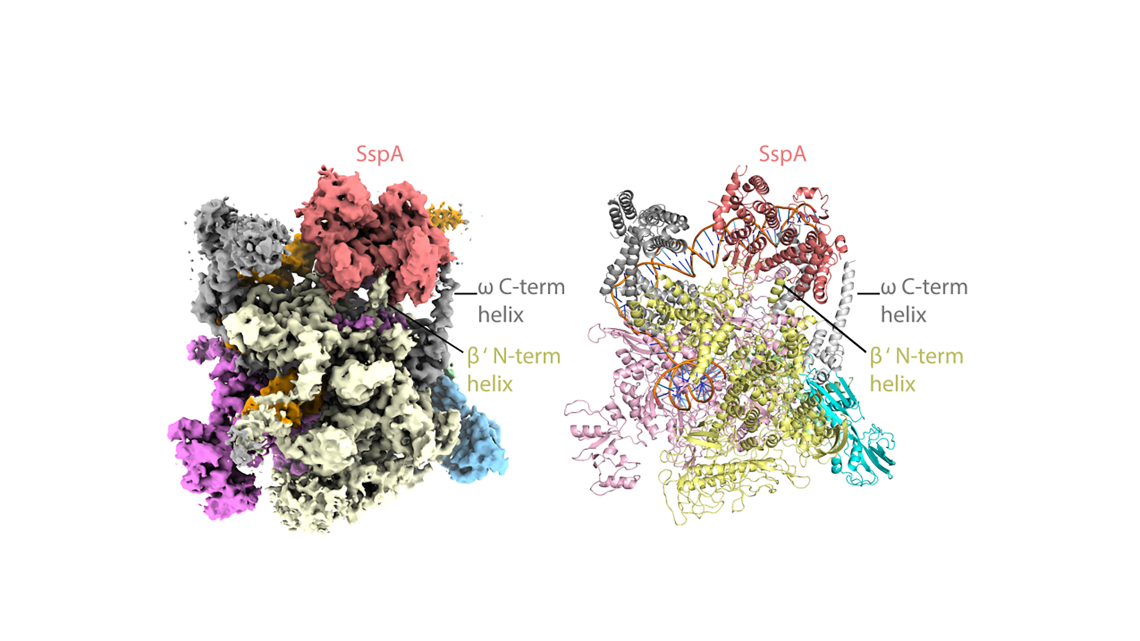 The three-dimensional structure of a protein called the stringent starvation protein A, a member of a multi-protein complex that Francisella tularensis uses to infect macrophage cells. (Schumacher Lab, Duke)