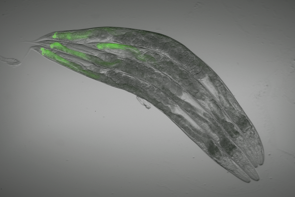 The guts of C. elegans worms are highlighted by a green fluorescent protein that is produced when the nervous system is targeted by genetic modifications or by drugs used in humans. Photo by Alejandro Aballay.