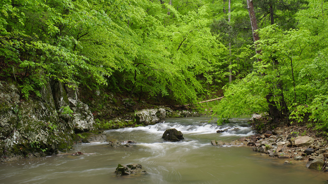 The beauty and peace of Duke Forest has attracted larger numbers of visitors during the pandemic. Photo by Jeff Soo.