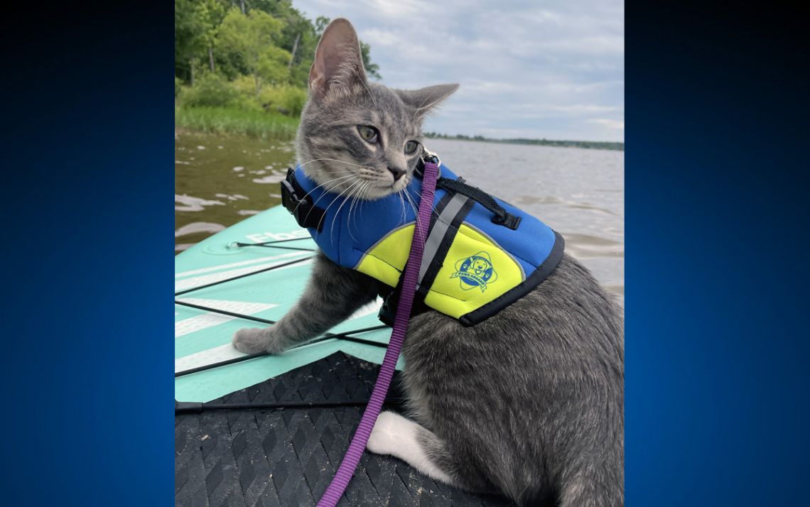 A cat on a paddle board.