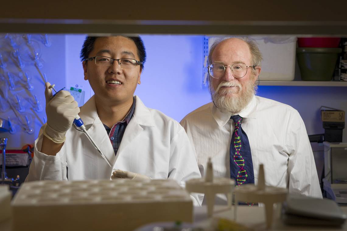 Duke graduate student Tianqi Song and computer science professor John Reif have created an analog DNA circuit that can add, subtract and multiply as the molecules form and break bonds. Photo by John Joyner.