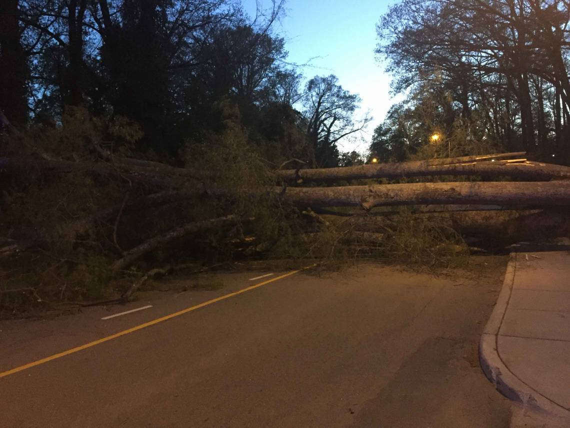 Tree fallen on Campus Drive.