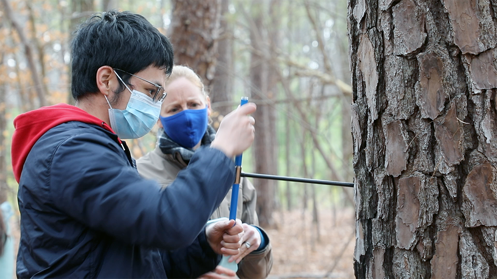 A student takes a core sample from a tree in the Duke Forest.