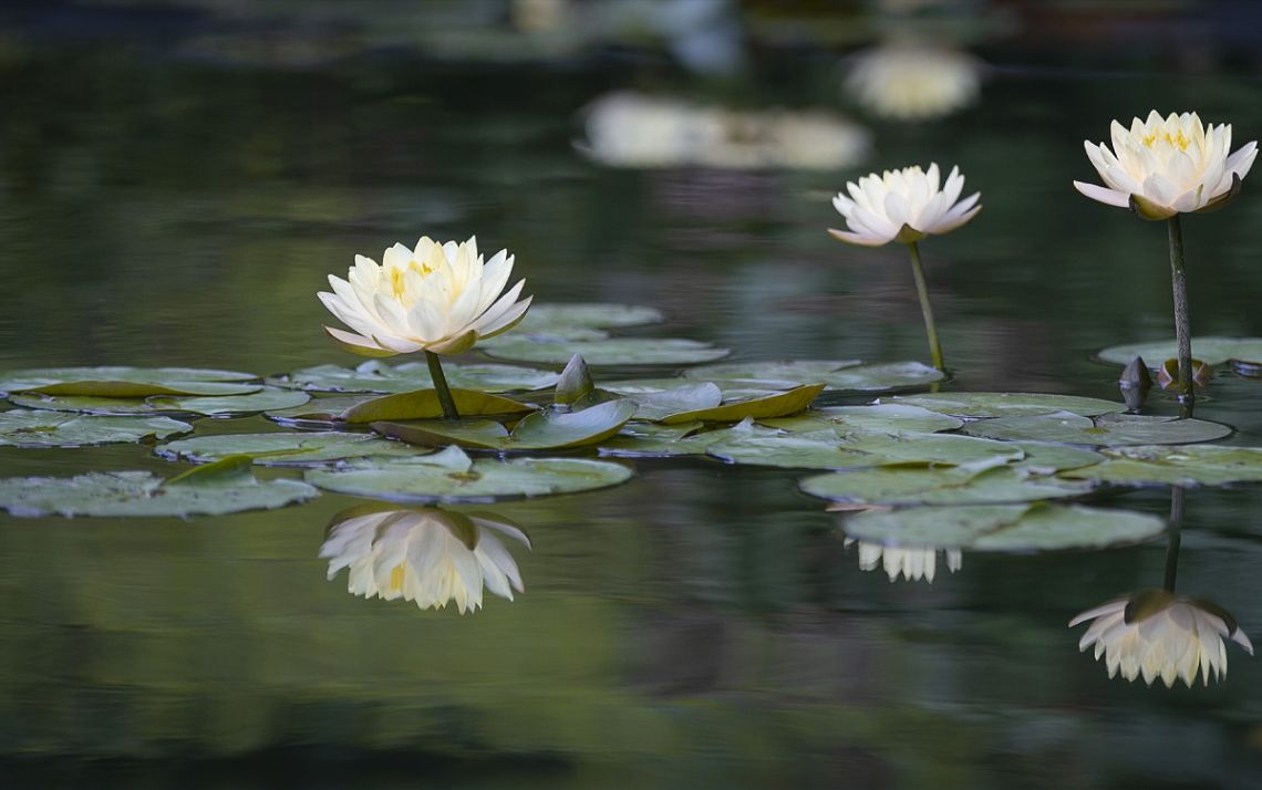 water Lillies