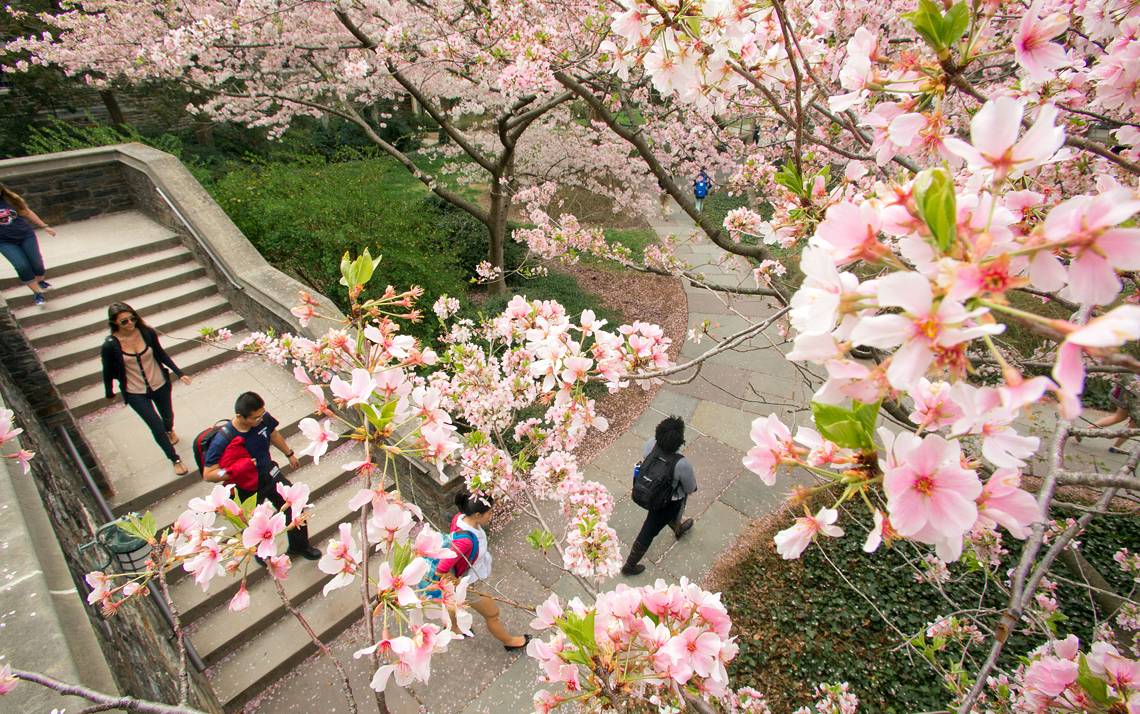 Flowers blooming on West Campus.