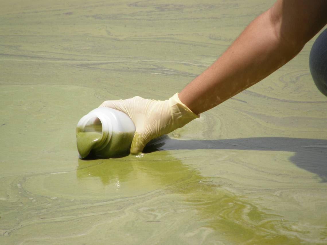 Interactions between fertilizers, animal waste and tiny substances called nanoparticles in farm runoff could intensify harmful algal blooms in wetlands, says a Duke-led study. Photo by Nara Souza, Florida Fish and Wildlife Commission